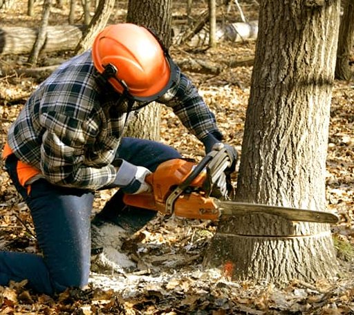 Tree Removal in Harrisburg, OH